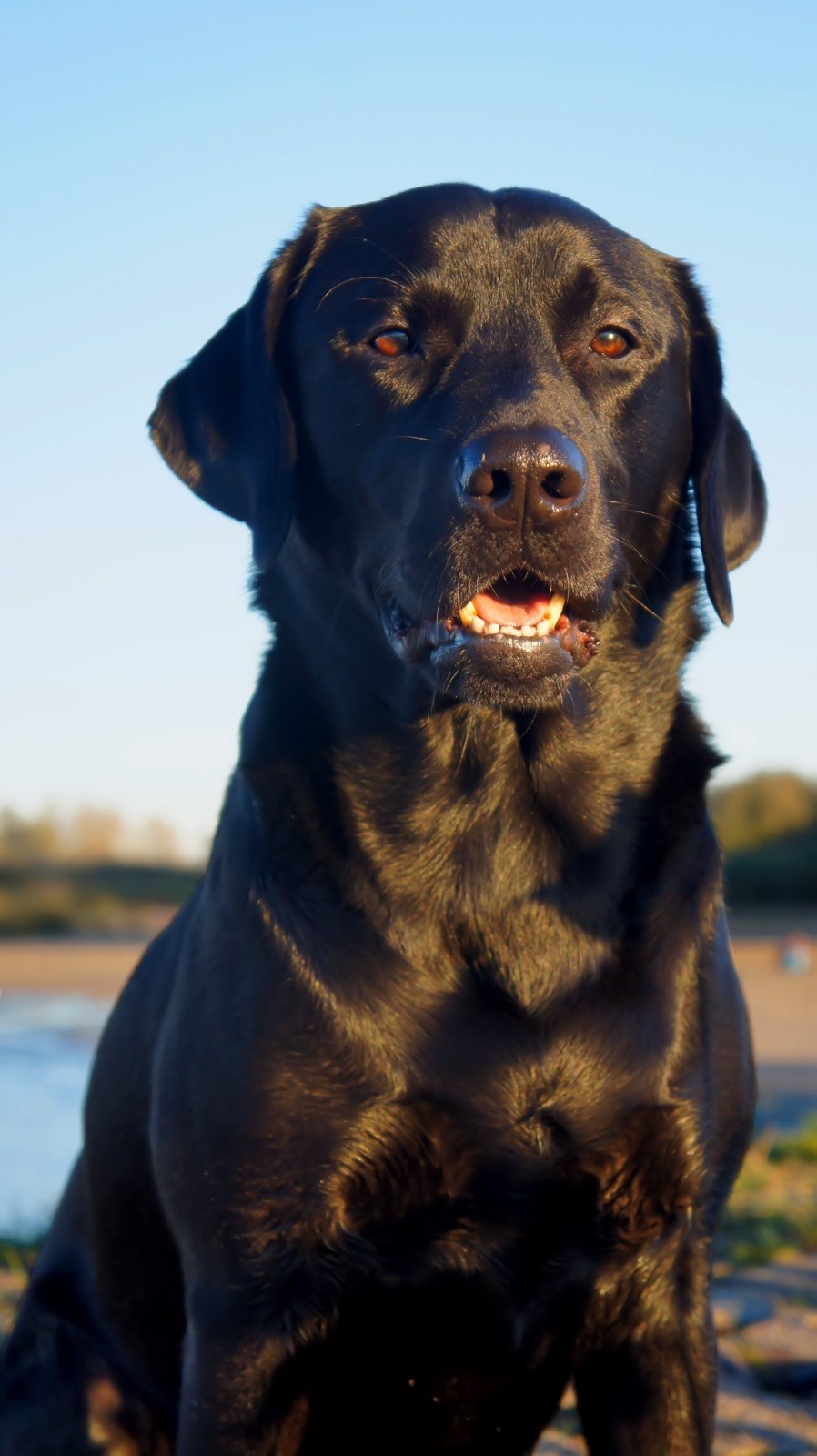 Photo of Jet